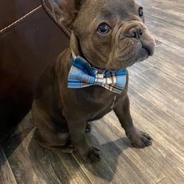French Bulldogs from Pk Frenchies