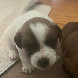 Flash - White and tan male Russell Terrier puppy in Orange, Virginia from Woodside