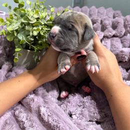 Blue collar Male - Gray and fawn male Cane Corso puppy in St. Augustine, Florida from RG2 Cane Corsos