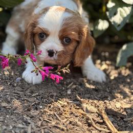 Grumpy - Blenheim male Cavalier King Charles Spaniel puppy in California from Tinkerpups