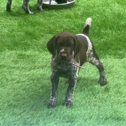 Pink collar female - Liver female German Shorthaired Pointer puppy in Rincon, Georgia from South Creek Kennels / SCK Gun Dogs