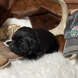 Black Bean - Black male Labrador Retriever puppy in Tehachapi, California from Twisted Wire Ranch Retrievers