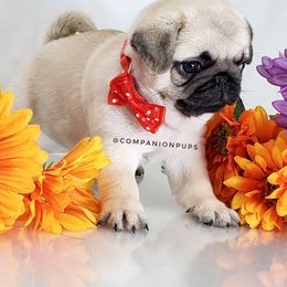 Pug Puppies from Companion Pups