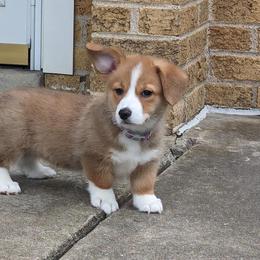 Pembroke Welsh Corgi Puppies from Bentley Corgis LLC