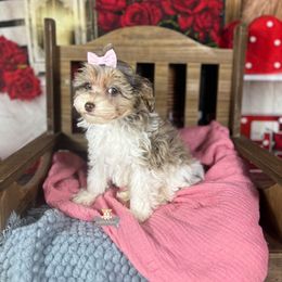 Cavalier King Charles Spaniel, Golden Retriever, and Schnoodle Puppies from Fluffy Buttz