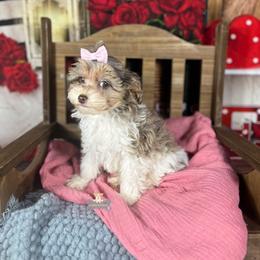 Cavalier King Charles Spaniel, Golden Retriever, and Schnoodle Puppies from Fluffy Buttz