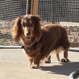 * Chia @WPS - Dachshund