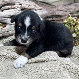 Clark - Black tri-color male Australian Shepherd puppy in Butler, Georgia from Aussies at Howling Hill Farm