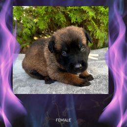 Ember - Fawn sable female Belgian Malinois puppy in Chino, California from BlueStone K9