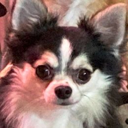 Chihuahuas from M Class Chihuahua Ranch