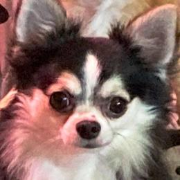 Chihuahuas from M Class Chihuahua Ranch