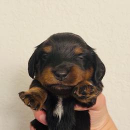 Party - Black and tan male Dachshund puppy in Albuquerque, New Mexico from Designer Dachshund Club