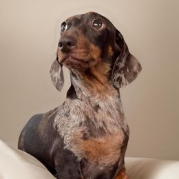 Quinn - Dachshund