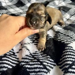 Pecorino - Cream male Dachshund puppy in Lincoln, California from ForeversEdge Doxies
