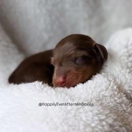 Graham - Chocolate and tan male Dachshund puppy in Robesonia, Pennsylvania from Happily Ever After’s Puppies