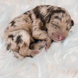 Goldendoodle Puppies from Dreaming Doodles