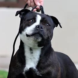 Leia - Staffordshire Bull Terrier