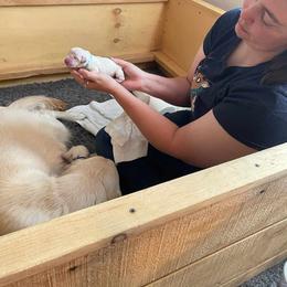 Golden Retriever Puppies from Danielle Kemper