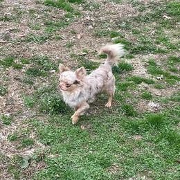ace - Chihuahua