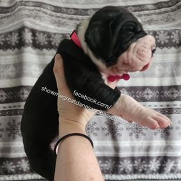 Pink collar - Mantle female Great Dane puppy in Alton, Illinois from Show Me Great Danes and Basset Hounds
