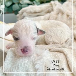 UKEE - Grey and white male Bernedoodle puppy in Houston, Texas from Pia’s Doodle Poodle Wag