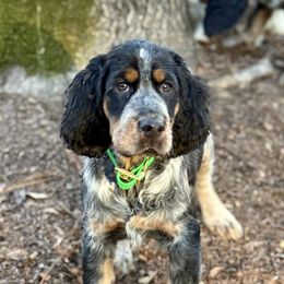 Bryna - English Springer Spaniel