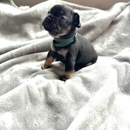 Douggie from ofa'd parents - Black and tan male French Bulldog puppy in Billings, Montana from Montana Made Frenchies