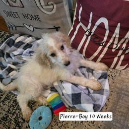 Pierre - Brown and white male Bernedoodle puppy in Columbia, Illinois from Hillcastle Breeders