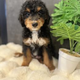 Mr. Blue - Black phantom male Aussiedoodle puppy in San Antonio, Texas from Lovable Doodles SA