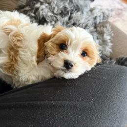 Robin - Blenheim female Cavapoo puppy in Wamego, Kansas from Doodles of Oz
