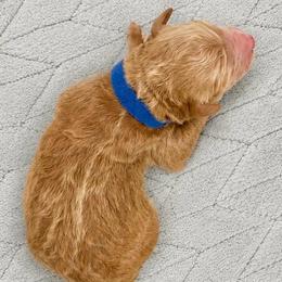 Einstein - Apricot male Goldendoodle puppy in Lake Charles, Louisiana from Perfect Fit Poodles & Doodles