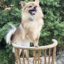 Lumie - Pomeranian