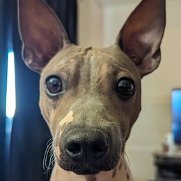 Taboo - American Hairless Terrier