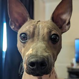 Taboo - American Hairless Terrier