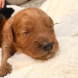 Penny - Red female Cavapoo puppy in Pasco, Washington from Beth's Cavapoos
