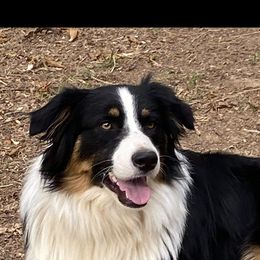 Huk - Australian Shepherd