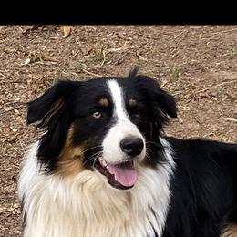 Huk - Australian Shepherd