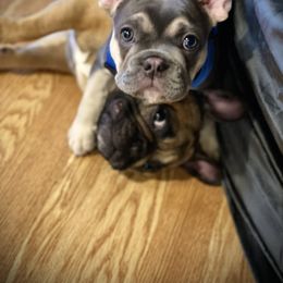 French Bulldog Puppies from Kickz Frenchies
