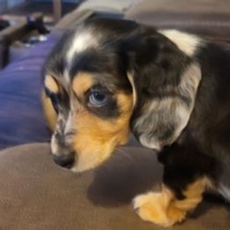Dachshunds from Shiloh's Legacy Mini Dachshunds