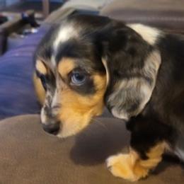 Dachshunds from Shiloh's Legacy Mini Dachshunds
