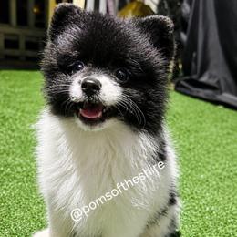 Rosie - Black parti female Pomeranian puppy in Boca Raton, Florida from Poms of The Shire