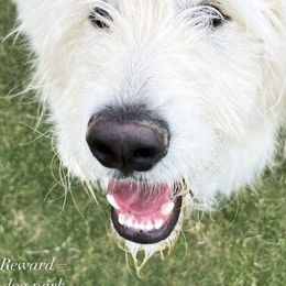 Aussiedoodle, Goldendoodle, and Poodle All Grown Up from Out West Doodles