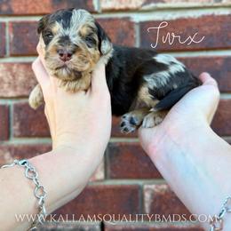 Twix - Chocolate merle male Bernedoodle puppy in Owasso, Oklahoma from Kallams Bernedoodles & Bernese Mountain Dogs