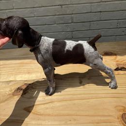 Pecos - Liver and white male German Shorthaired Pointer puppy in Orange, Texas from River Bottom Pointers