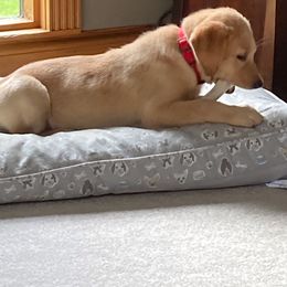 Labrador Retriever Puppies from Cary’s Buck Creek Retrievers
