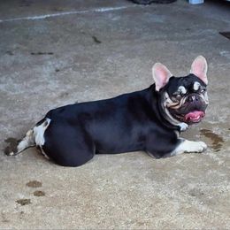 Ursula - French Bulldog