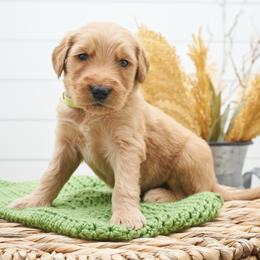Rafiki - Light Green Collar - Apricot male Goldendoodle puppy in Arlington, Washington from Anderson Goldendoodles