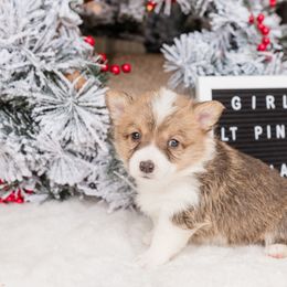 Cardigan Welsh Corgi and Pembroke Welsh Corgi Puppies from Corgi 4 Christ