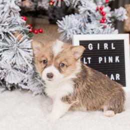 Cardigan Welsh Corgi and Pembroke Welsh Corgi Puppies from Corgi 4 Christ