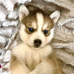 Pomsky Puppies from Oxsana Perfect Pomsky- 5 puppies available